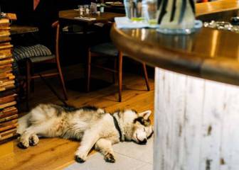 Averigua a que restaurantes puedes ir con tu perro en Barcelona. ¡No lo dejes en casa!