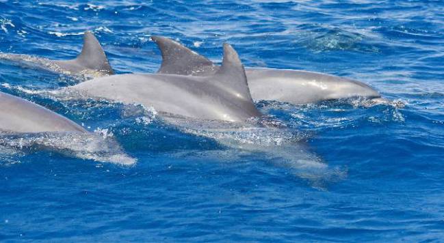 Delfines