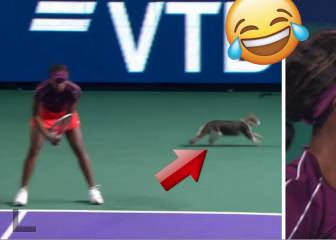 ¡Un gato cruza la cancha de tenis en la mitad del partido!