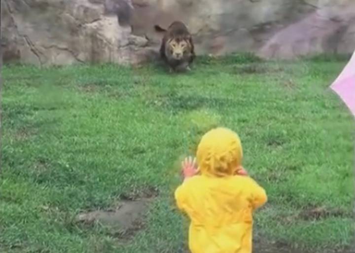 Un león intenta atacar a un niño de dos años en un zoo de Japón