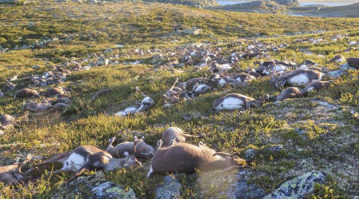 Mueren 300 renos en Noruega a causa de un rayo