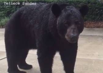 El cara a cara de una mujer con un oso pardo