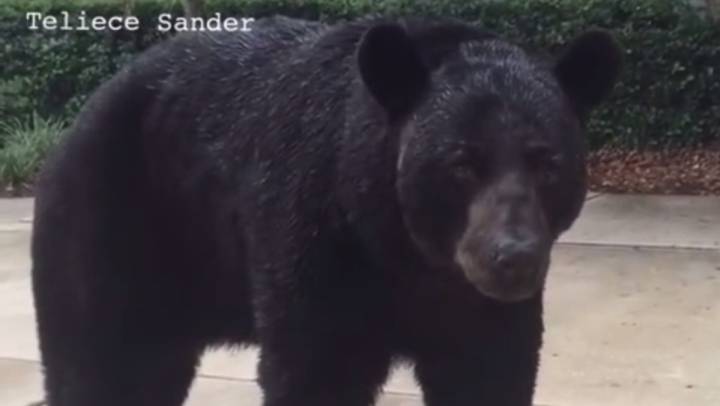 El cara a cara de una mujer con un oso pardo