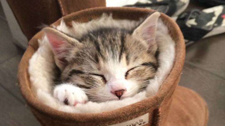 La increíble facilidad de los gatos para dormir en 20 fotos