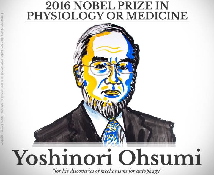 Yoshinori Ohsumi gana el Premio Nobel de Medicina