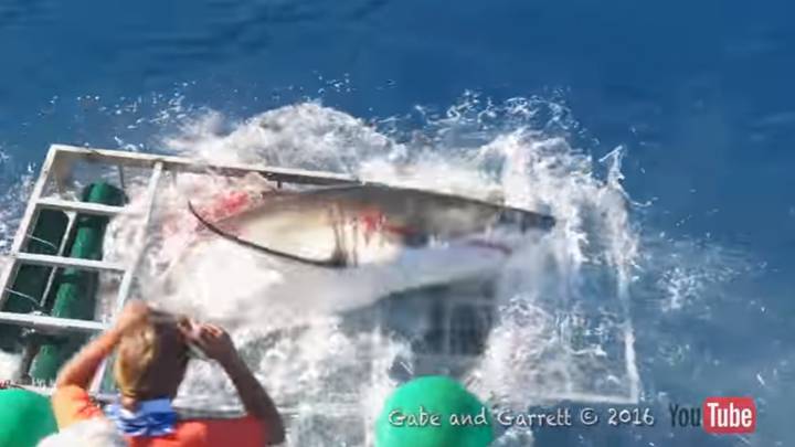 Tiburón blanco irrumpiendo en una jaula de buzos.
