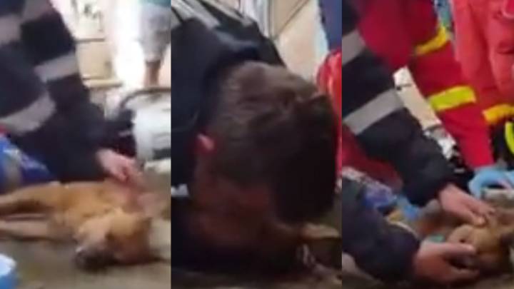 Imágenes del vídeo en el que aparece un bombero salvando la vida de un perro.