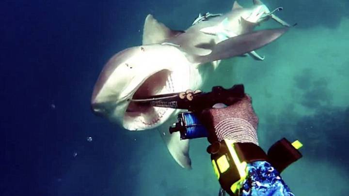 Un buceador sobrevive al impactante ataque de un tiburón
