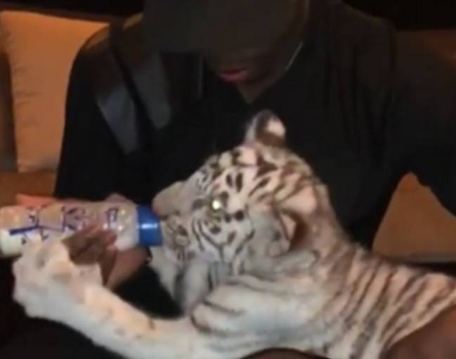 Paul Pogba alimenta a un tigre en el Instagram Stories de Lingard.