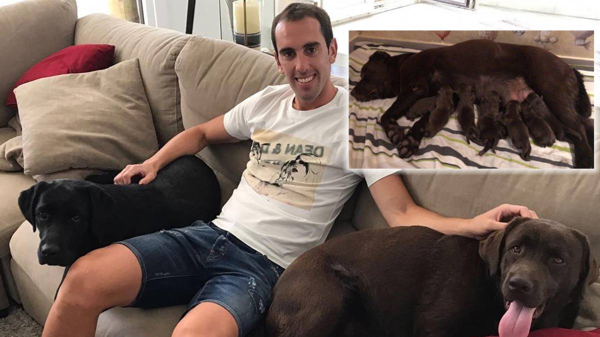 Godín, padre de familia numerosa por su perra Anka