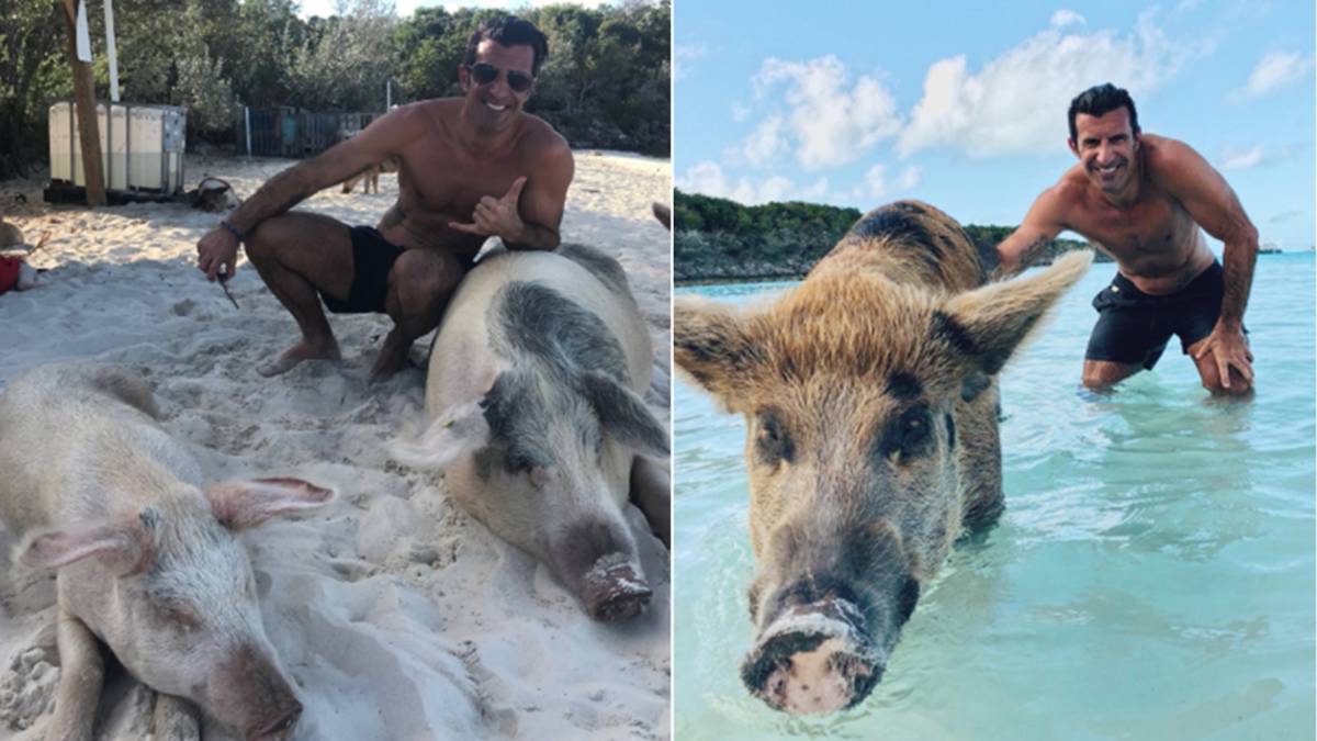 El exfutbolista portugués Luis Figo posando con unos cerdos en en el Cayo Big Major del distrito de Exuma, conocido informalmente como la "Isla de los Cerdos" ("Pig Beach" en inglés). Fotos Twitter @LuisFigo