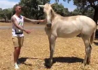 Así es la 'Yeguada SR4', el próspero negocio de Ramos como criador de caballos