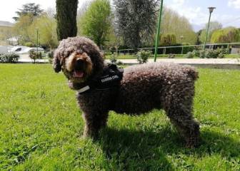 Muere Marley de un infarto, el perro que ayudó a hallar a Diana Quer y Gabriel Cruz
