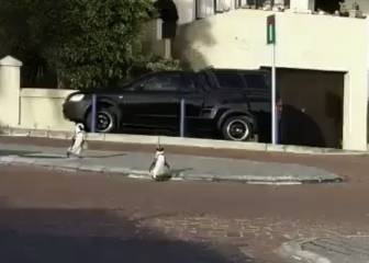 ¡En Sudáfrica salieron pingüinos a la calle durante la cuarentena!