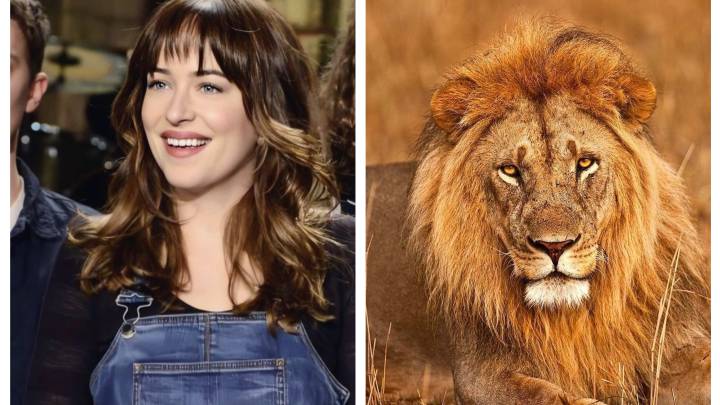 La confesión de Dakota Johnson sobre su abuela: "Tiene 13 o 14 tigres y leones"