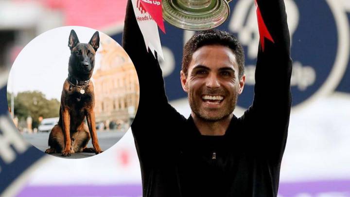 mikel arteta perros guardianes perros protectores ola de robos premier league futbolistas elite protection dogs