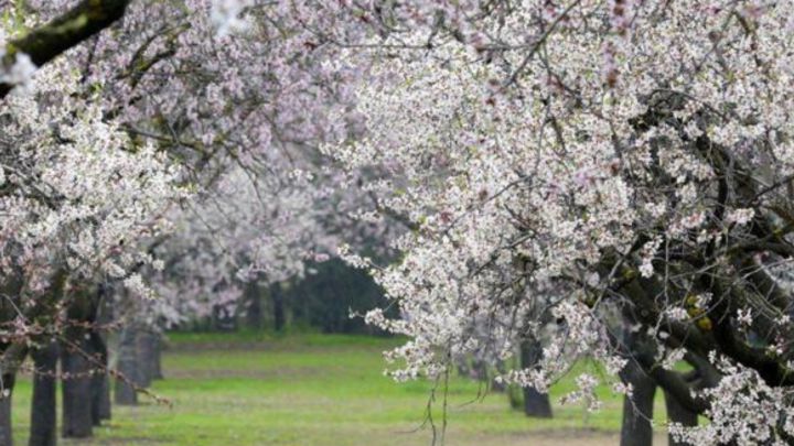 Los mejores lugares para disfrutar de los cerezos en flor