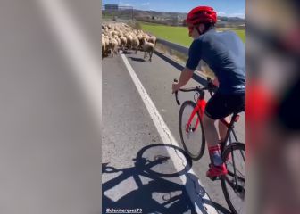 Marc Márquez va en bici y se cruza con un rebaño de ovejas: su reacción define su buen humor