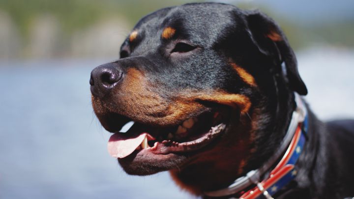 razas, perros, razas populares, razas favoritas, tendencias, mascotas