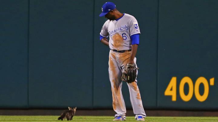Lorenzo Cain contempla divertido como el gatito conocido como 'Rally Cat' pasa a su lado en el duelo entre Kansas City Royals y St. Louis Cardinals.