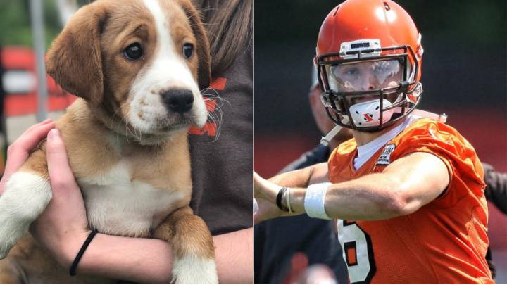 Browns ponen a perros en adopción en su training camp
