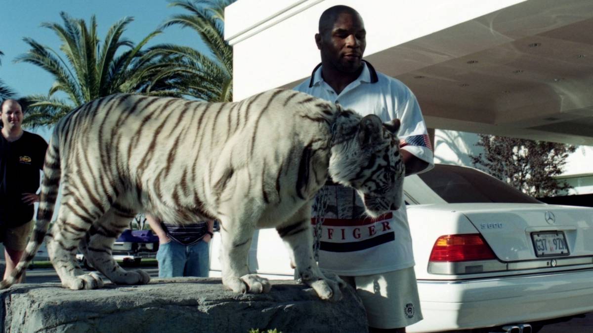 Mike Tyson presume uno de sus tigres blancos, quien está parado sobre una piedra.