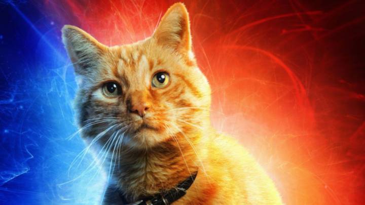 Carol Danvers no es la única protagonista en la película de Captain Marvel, pues Goose, el adorable gato que sigue a la superheroína en sus aventuras, se robó el corazón de la audiencia