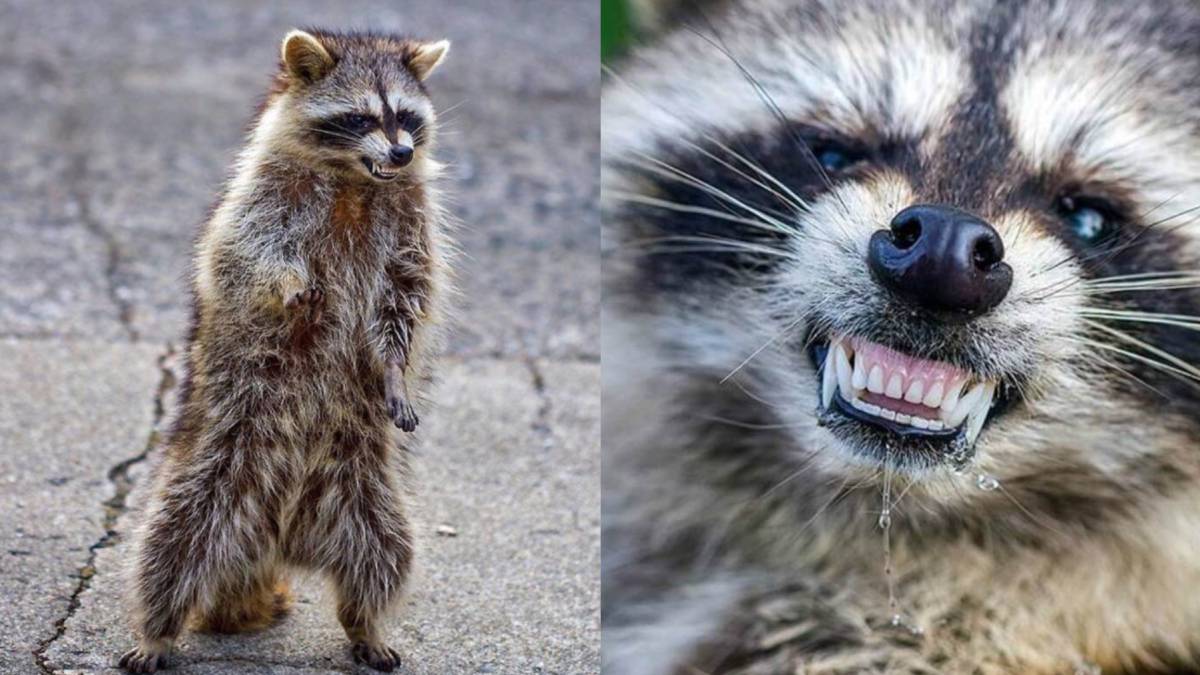 Podría parecer chiste o una broma; sin embargo, los policías de Chicago han alertado que los mapaches zombies podrían ser un grave peligro para las mascotas.