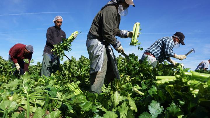 Estímulo para inmigrantes indocumentados en California: Web y teléfonos para solicitar la ayuda