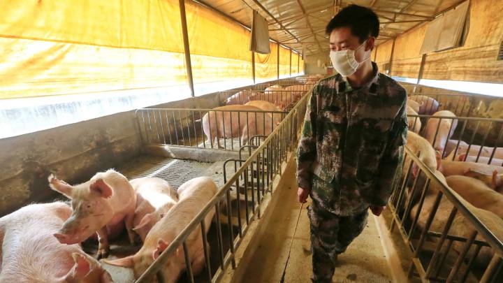 Gripe porcina en China: ¿Qué es el virus G4 EA H1N1, cuál es su origen y por qué tiene potencial pandémico?