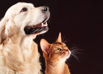 ¿Pueden los perros y gatos contagiarse de coronavirus?