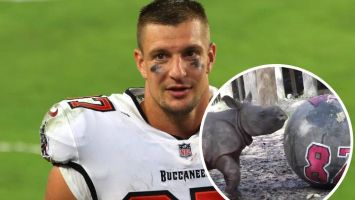 Zoológico de Tampa nombra a rinoceronte en honor a Rob Gronkowski