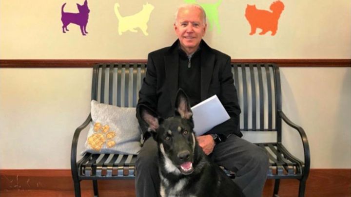 Major, el pastor alemán de Biden, será el primer perro adoptado en la Casa Blanca