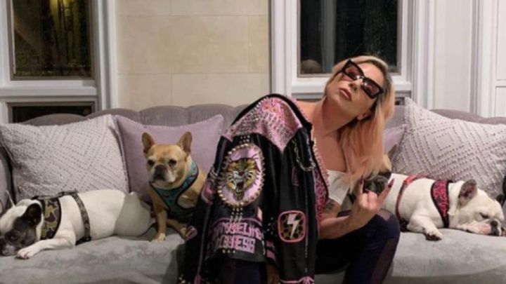 Lady Gaga ofrece $500,000 por la devolución de sus perros secuestrados