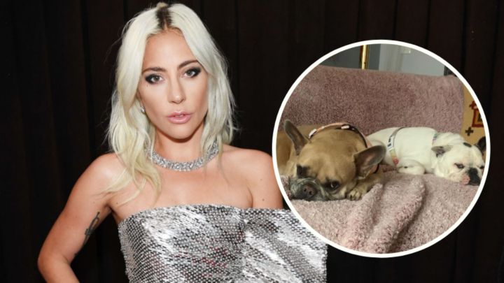 Sospechosos de robar los perros de Lady Gaga son arrestados