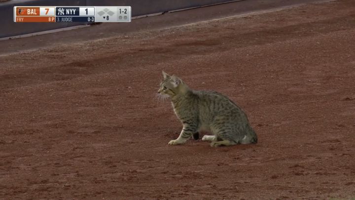¿Un gato provocó que la maldición de Baltimore Orioles?