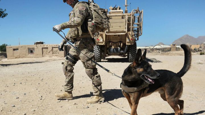 Miembro del ejército estadounidense con perro militar