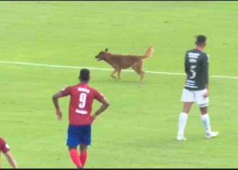 El Marathón vs Olimpia fue interrumpido este pequeño intruso