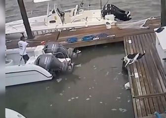 ¡Por poco! Perro se salva de ser devorado por un Cocodrilo