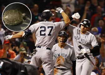 ‘Bronxie, la tortuga’, el secreto del empuje de los Yankees