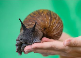 Caracol gigante africano en FL: ¿Por qué es peligroso?