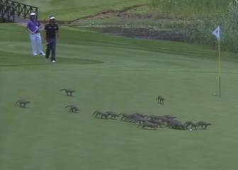 Las mangostas saben de golf: invaden campo sin tocar bola