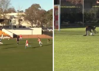 Strewth Skip!! Kangaroo pitch invader stops Canberra match