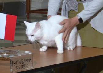 France or Belgium? Achilles the cat predicts the first finalist