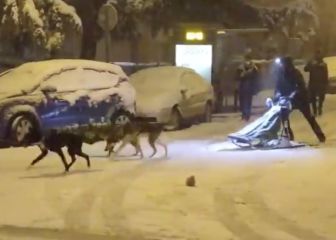 El trineo tirado por perros en Madrid que es viral en redes