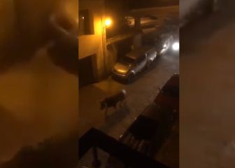 El atropello de un toro en plena calle tras haberse escapado de un encierro