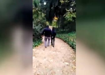 El polémico vídeo de trabajadores con escopetas para matar cotorras en Madrid