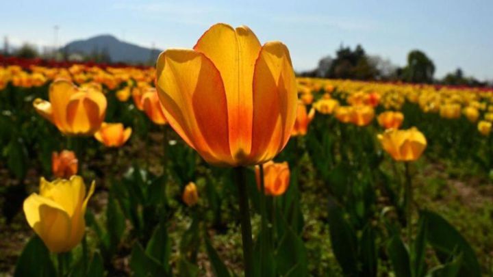 Holanda Vs Ucrania Tulipanes Sobrevalorados As Com