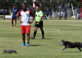 La foto del lagarto overo, el perro y la Pantera de Newell's que está dando la vuelta al mundo