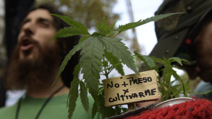 Legalización Cannabis: quiénes podrán cultivar y cómo conseguirlo en farmacias
